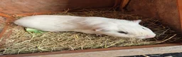 Guinea Pig rodents for sale: Gary the Guinea Pig - Advert 1