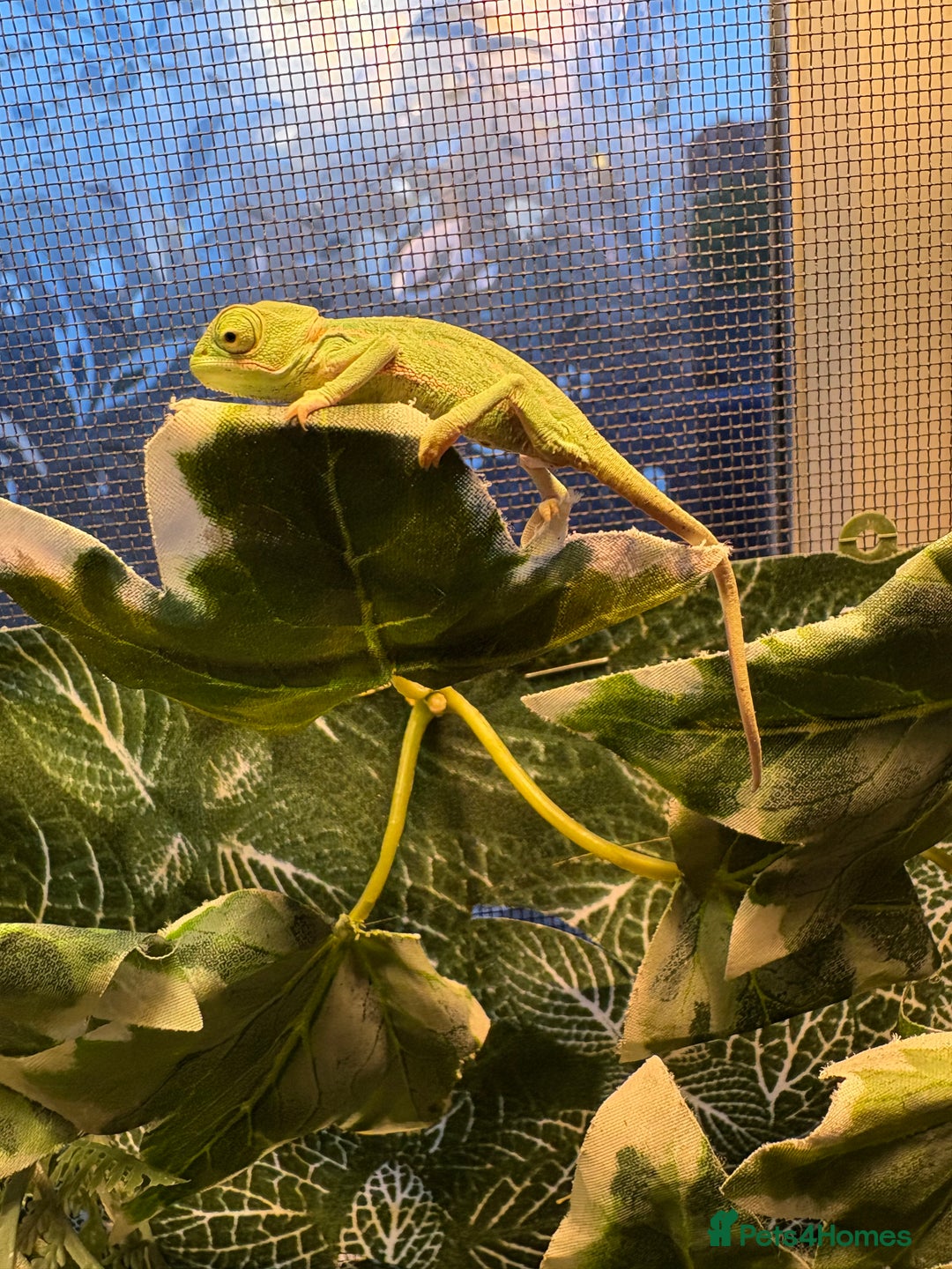 Chameleon reptiles for sale: 🦎 Baby veiled chameleons 🦎  - Image 5