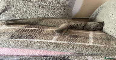 British Shorthair cats - Advert 4