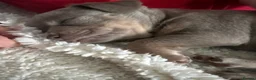 Chihuahua dogs for sale: 2 beautiful chihuahua pups  in Oxford - Advert 5