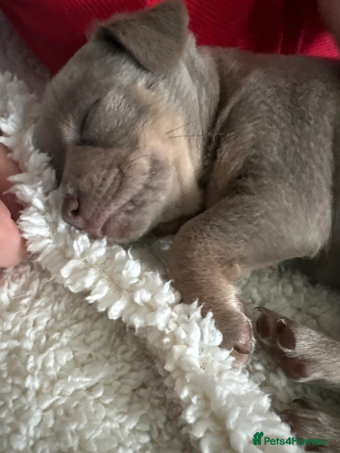 Chihuahua dogs for sale: 2 beautiful chihuahua pups  in Oxford - Advert 5