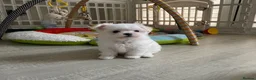 Maltese dogs for sale: Last Beautiful KC Registered Maltese Girl - Advert 6