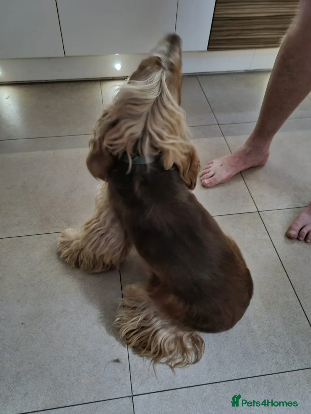 Cocker Spaniel dogs for stud: Show cocker health tested stud CHOCOLATE SABLE in Brentwood - Advert 6