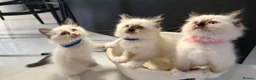 Ragdoll cats for sale: GCCF Ragdoll Sealpoint Mitted kitten - Advert 37