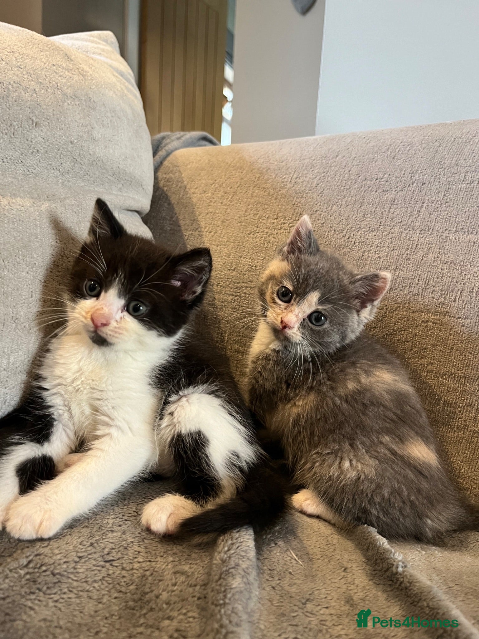 British Shorthair cats Five adorable British shorthair kittens - Advert 1