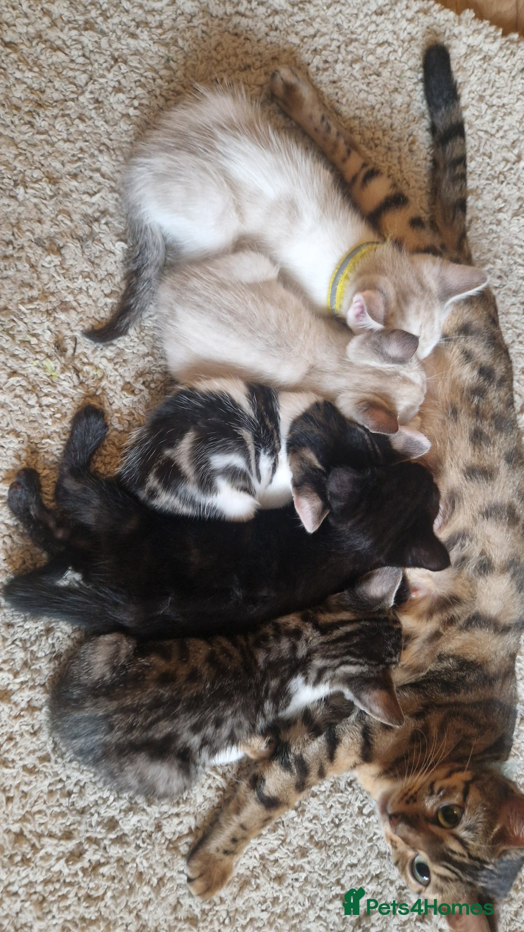 Bengal cats for sale: 4 bengal cross tabby kittens  - Image 2