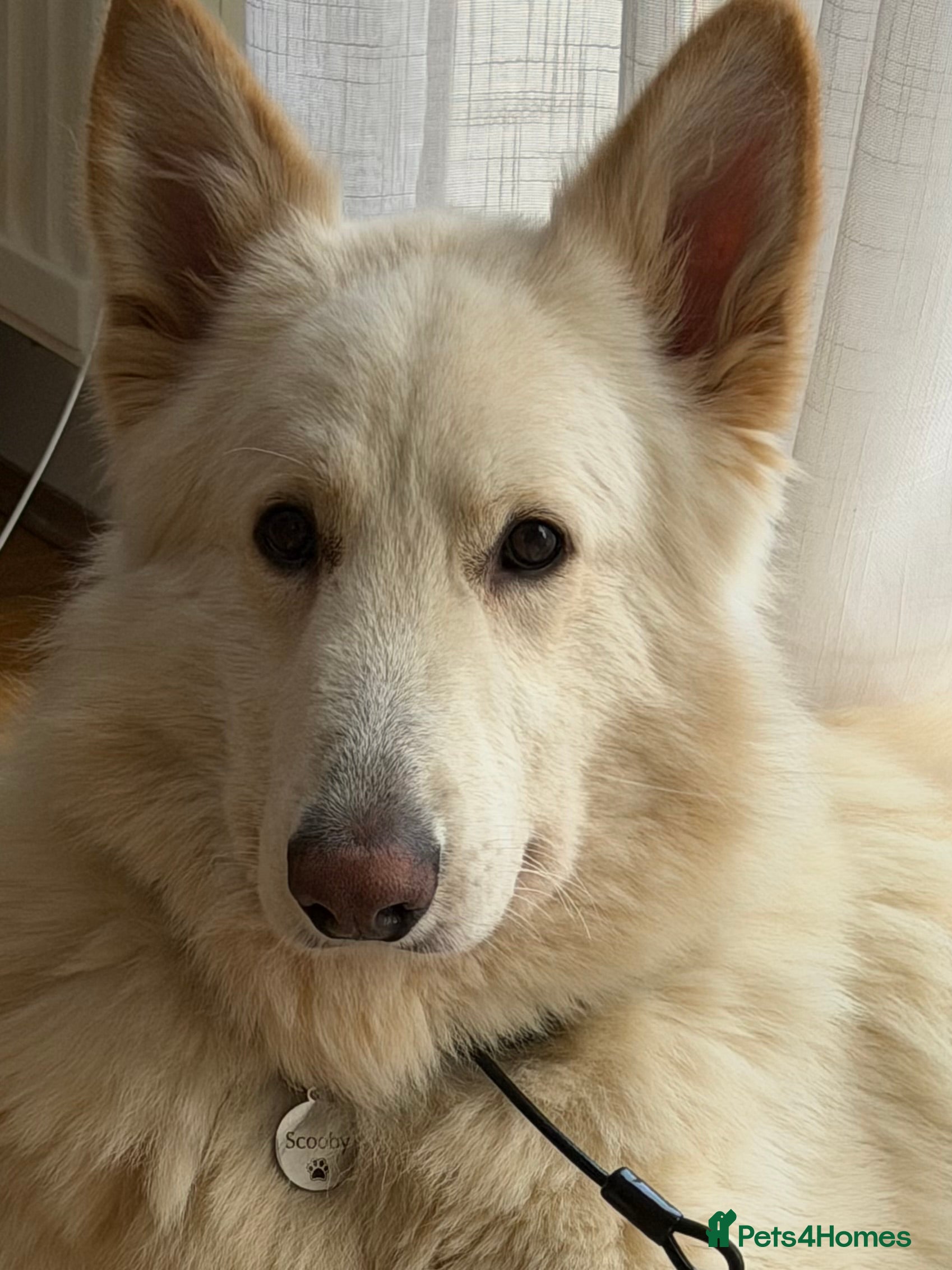 German Shepherd dogs Gorgeous white German Shepherd - 2 year old  in Wembley - Advert 1