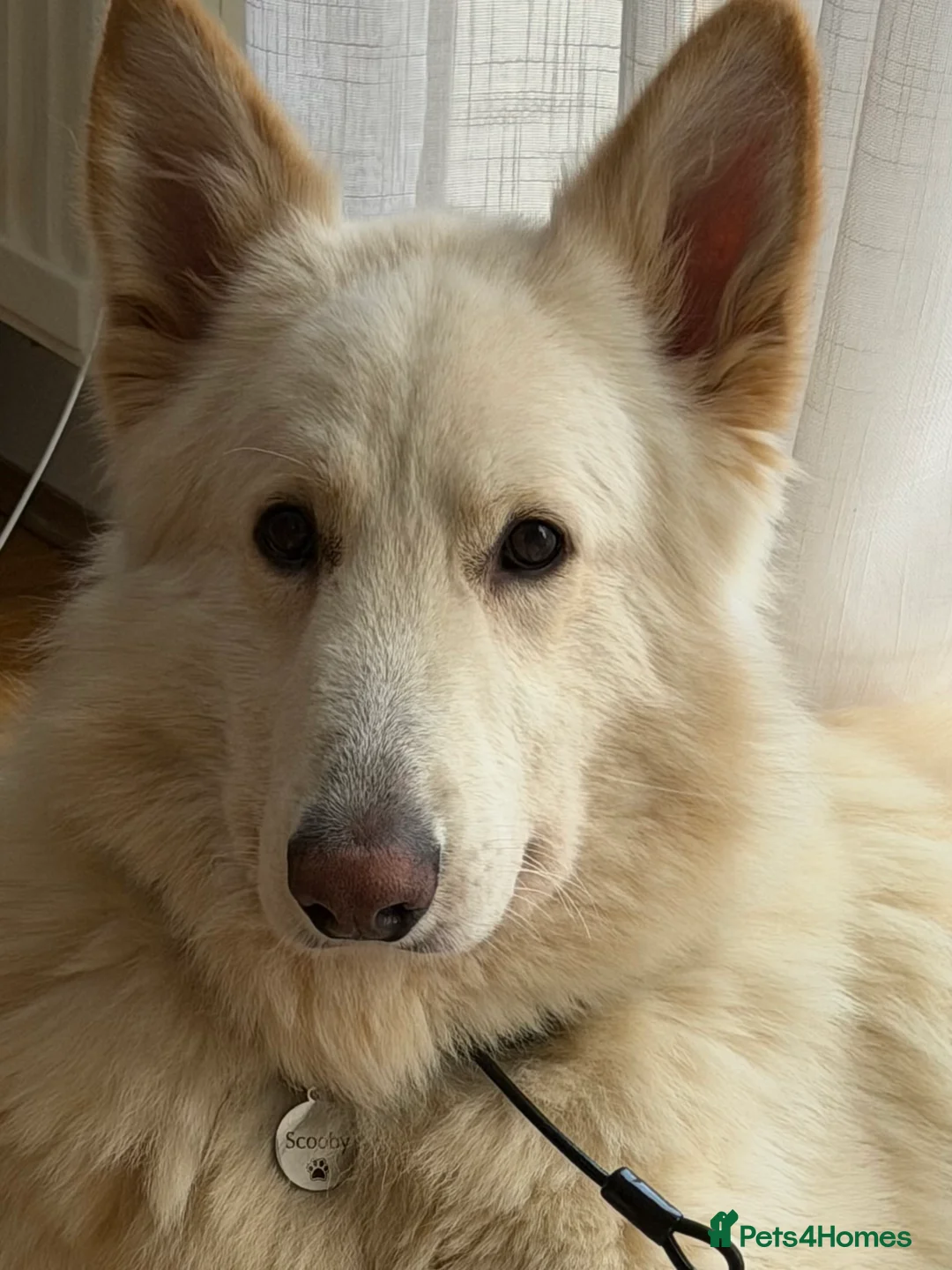 German Shepherd dogs for sale: Gorgeous white German Shepherd - 2 year old  in Wembley - Advert 1