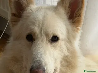 German Shepherd dogs Gorgeous white German Shepherd - 2 year old in Wembley - Advert 15