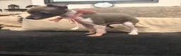 Italian Greyhound dogs for sale: Full Pedigree Blue Italian Greyhound Female Puppy - Advert 7