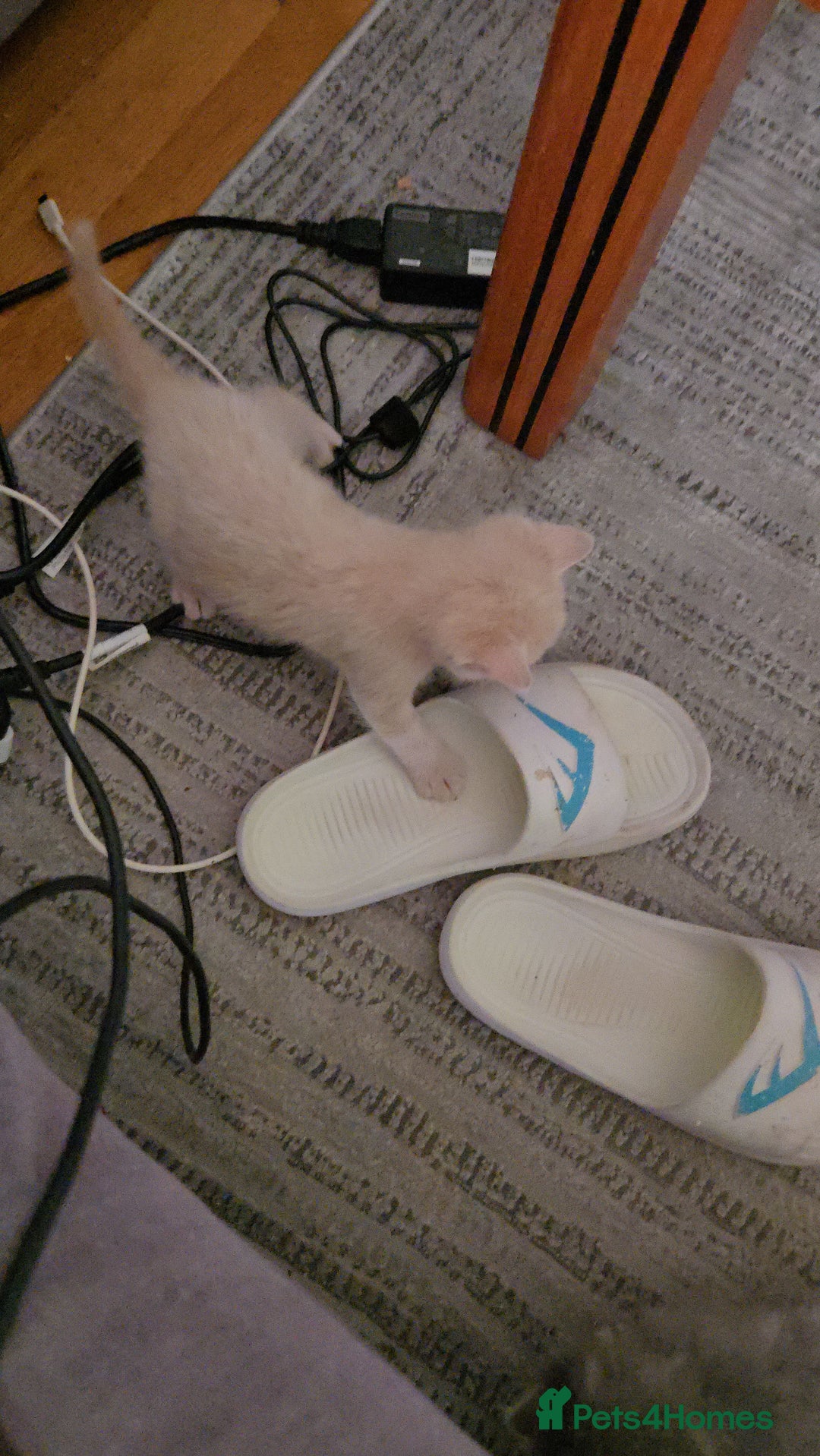 British Shorthair cats for sale: Two beautiful kittens, one male and one female  - Image 3