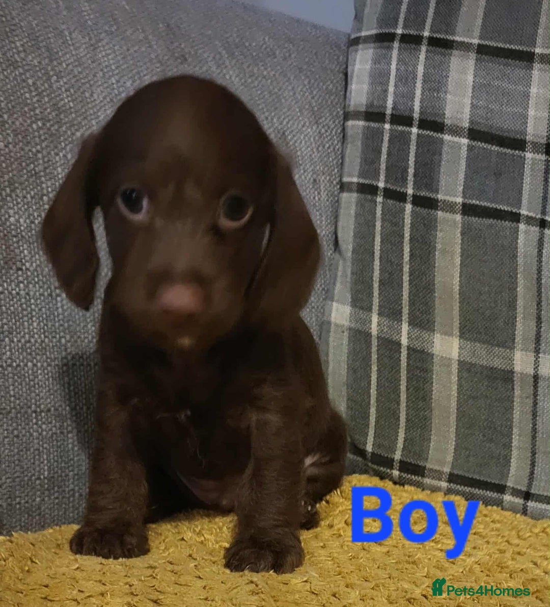 Mixed Breed dogs for sale: Dachschund x doxipoo puppies - Image 30