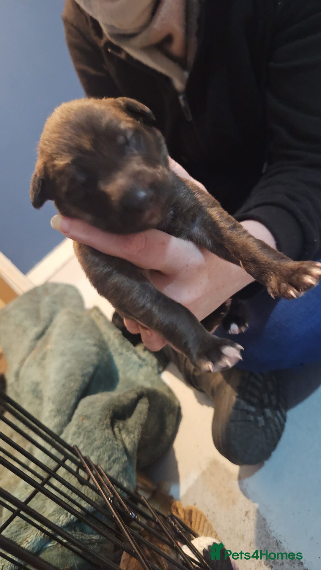 Whippet dogs for sale: 8 beautiful  brindle whippet  - Advert 13