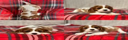 Cavalier King Charles Spaniel dogs for sale: STUNNING CAVALIER KING CHARLES PUPPIES  - Advert 36
