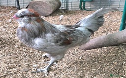 Chickens poultry for sale: Blue & red tailed bearded British Araucana - Image 1