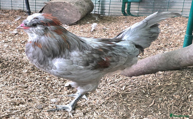 Chickens poultry - Advert 4