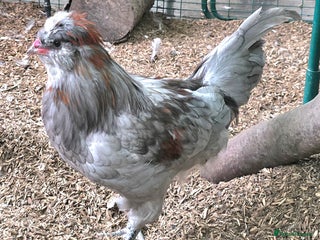 Chickens poultry - Advert 36