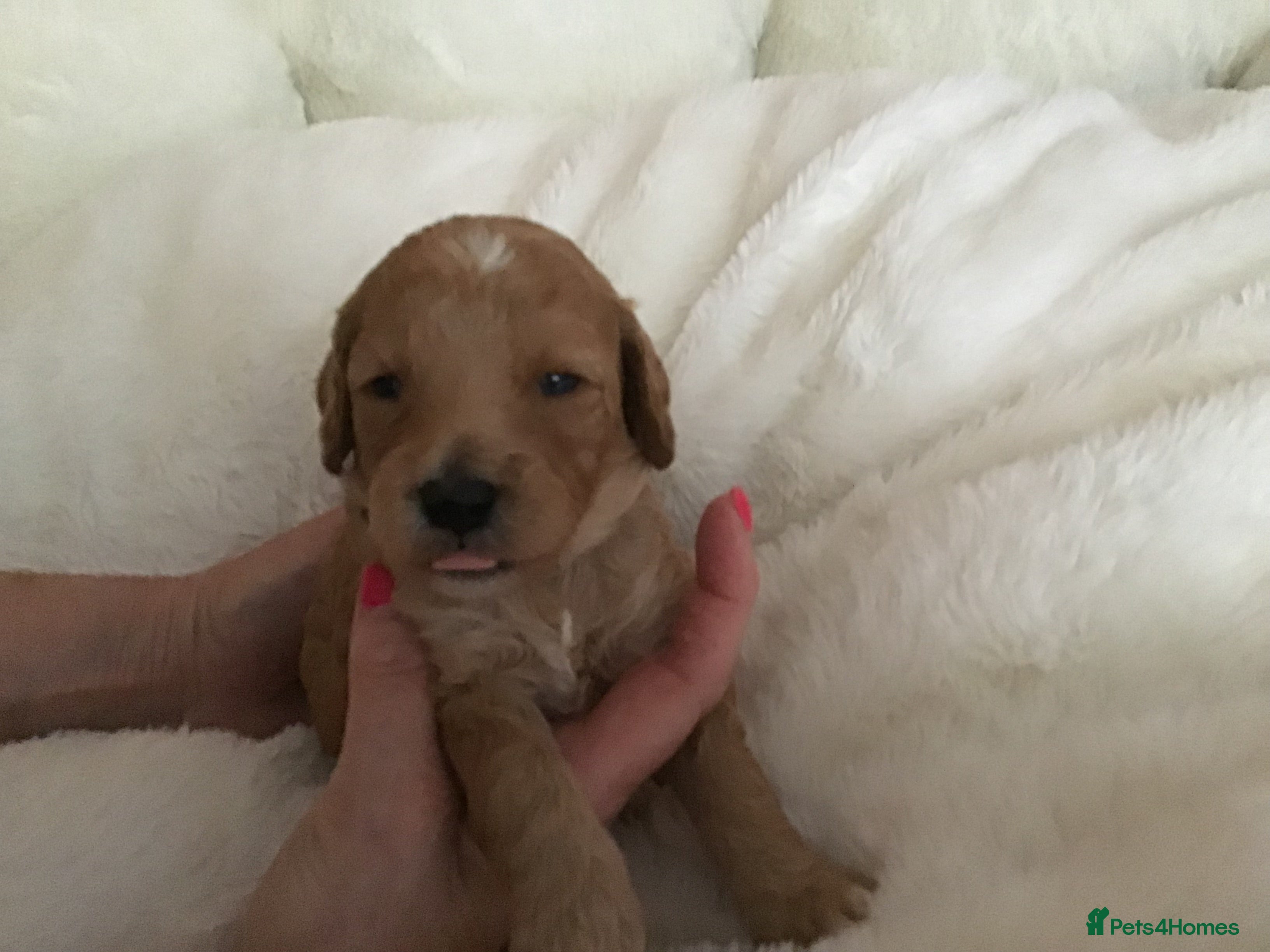 Miniature Poodle dogs 6 red KC registered poodles  - Advert 11