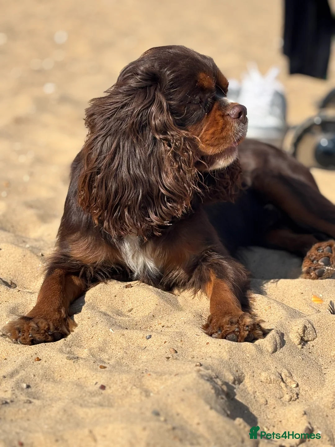 Cavalier King Charles Spaniel dogs for stud: THE BEST Looking CHOCOLATE🍫🐶 CAVALIER STUD - Advert 18