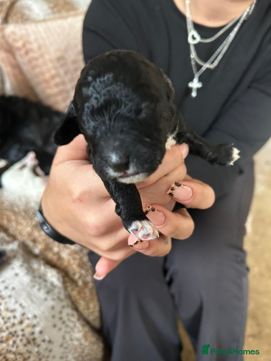 Cockapoo dogs for sale: F1b cockerpoo puppies - Image 9