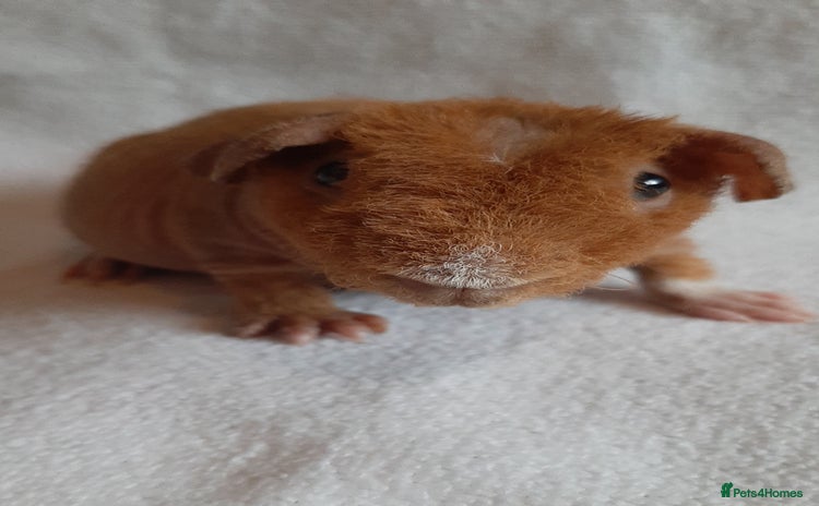 Guinea Pig rodents - Advert 3