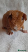 Guinea Pig rodents - Advert 2