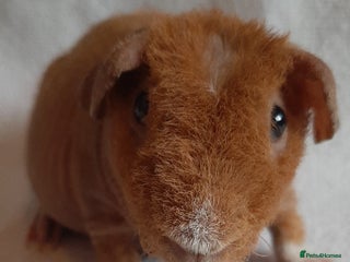 Guinea Pig rodents - Advert 2