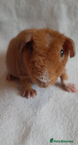 Guinea Pig rodents - Advert 3