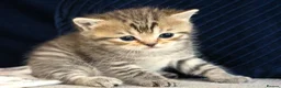 British Shorthair cats for sale: Gorgeous Golden Tabby ✨ British Shorthair Kitten ⭐ - Advert 5