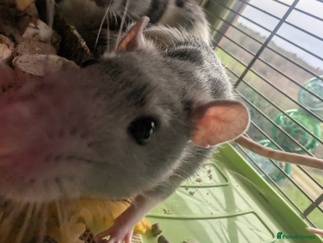 Rat rodents for sale: Mischief looking for a new home  - Advert 4