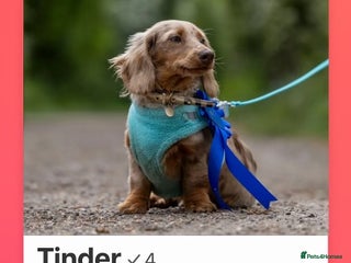 Miniature Dachshund dogs Chocolate Dapple mini dachshund stud - Advert 11