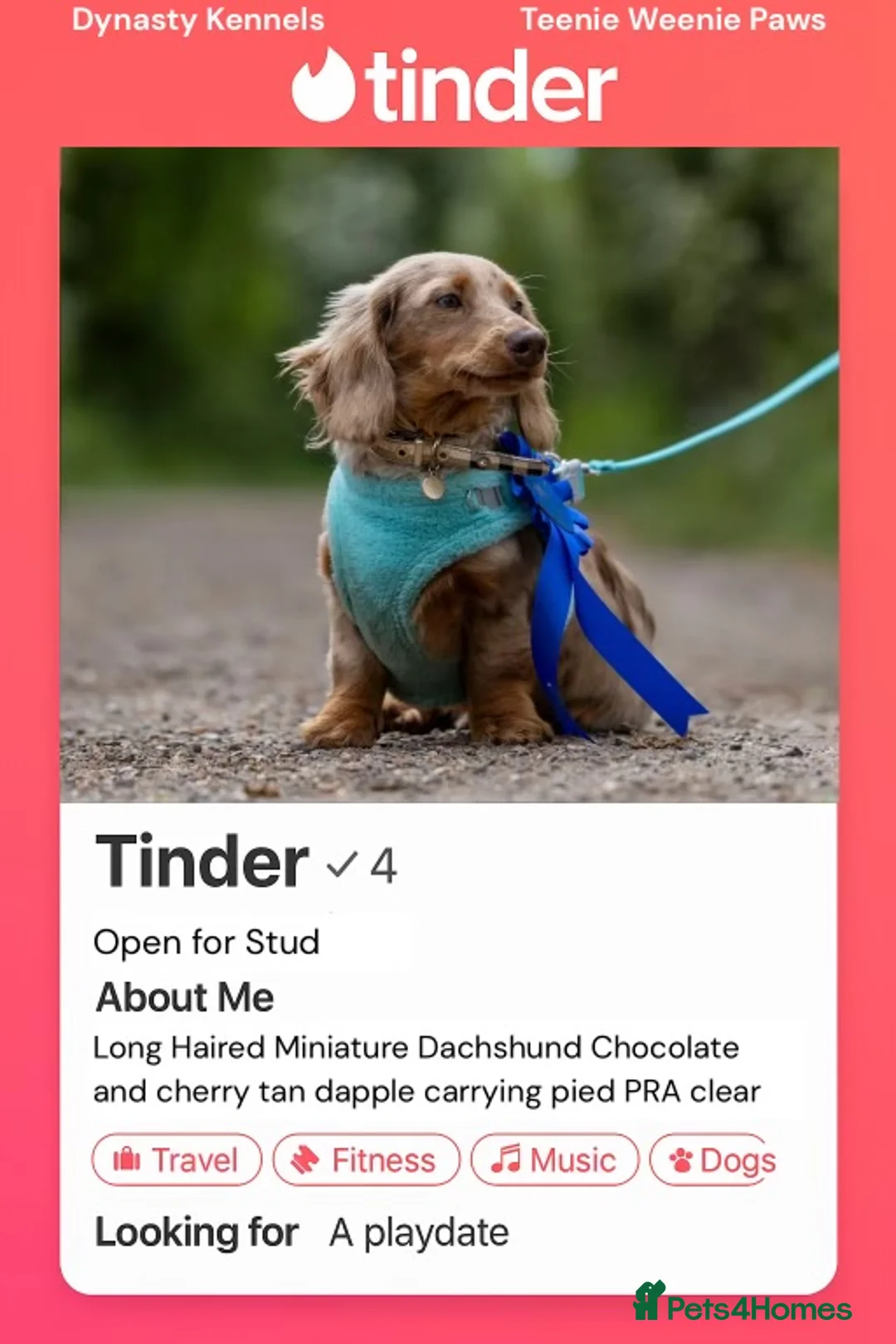 Miniature Dachshund dogs for stud: Chocolate Dapple mini dachshund stud  - Advert 1