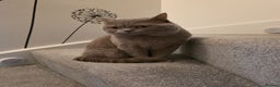British Shorthair cats for sale: Beautifu Purebred British Shorthair Male (Lilac)  - Advert 2