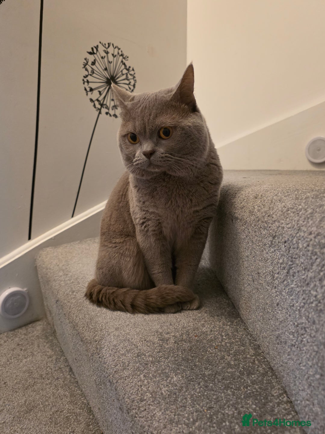 British Shorthair cats for sale: Beautifu Purebred British Shorthair Male (Lilac)  - Advert 2