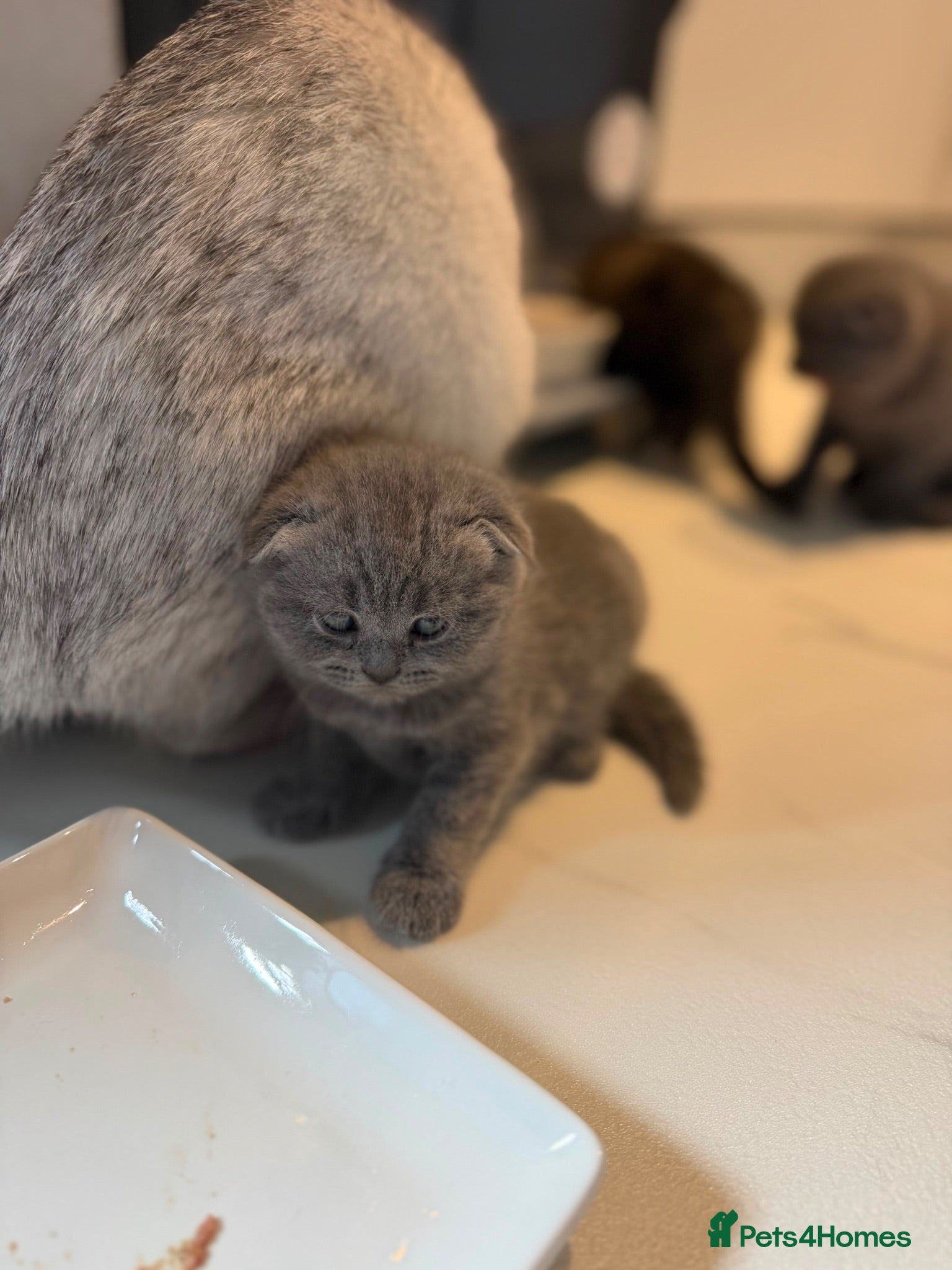 Scottish Fold cats 🐈‍⬛4 amazing Scottish Fold/Straight kittens - Advert 2