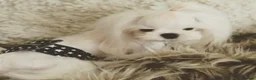 Maltese dogs for sale: Bambelina~ Simply The Best~ Korean Maltese in Stratford-upon-Avon - Advert 26