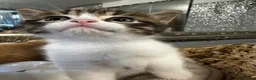 Mixed Breed cats for sale: Absolutely gorgeous BSH x bengal cross kittens - Advert 18