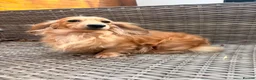 Miniature Dachshund dogs for sale: Quality english cream mini dachshunds - Advert 10
