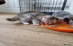 British Shorthair cats for sale: British short-hair x ragdoll  - Image 4