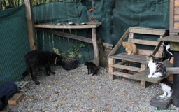 Mixed Breed dogs for adoption: 💖🐶 MARY 🐶💖 - Advert 5