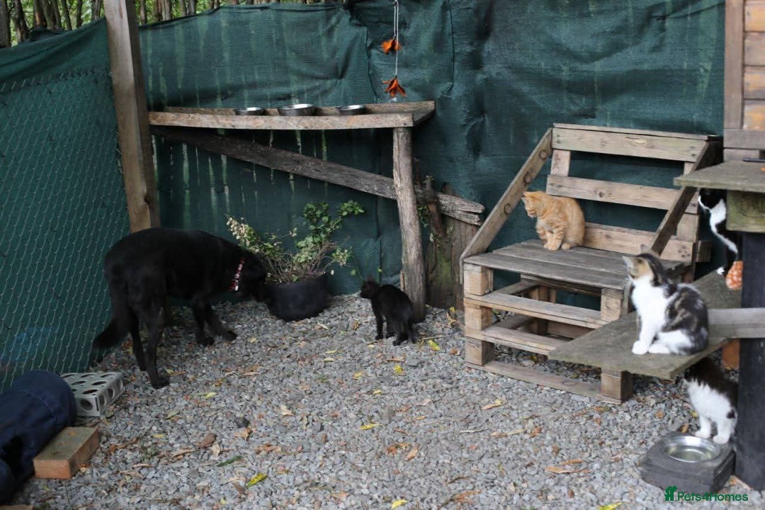 Mixed Breed dogs for adoption: 💖🐶 MARY 🐶💖 - Advert 5