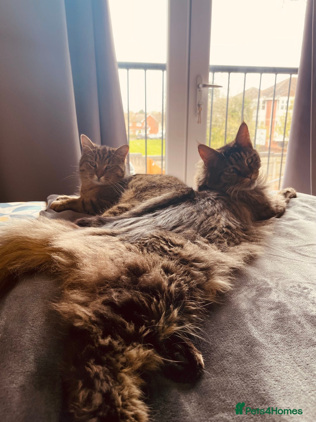 Maine Coon cats for sale: Maine coon boy 5 years old  - Advert 5