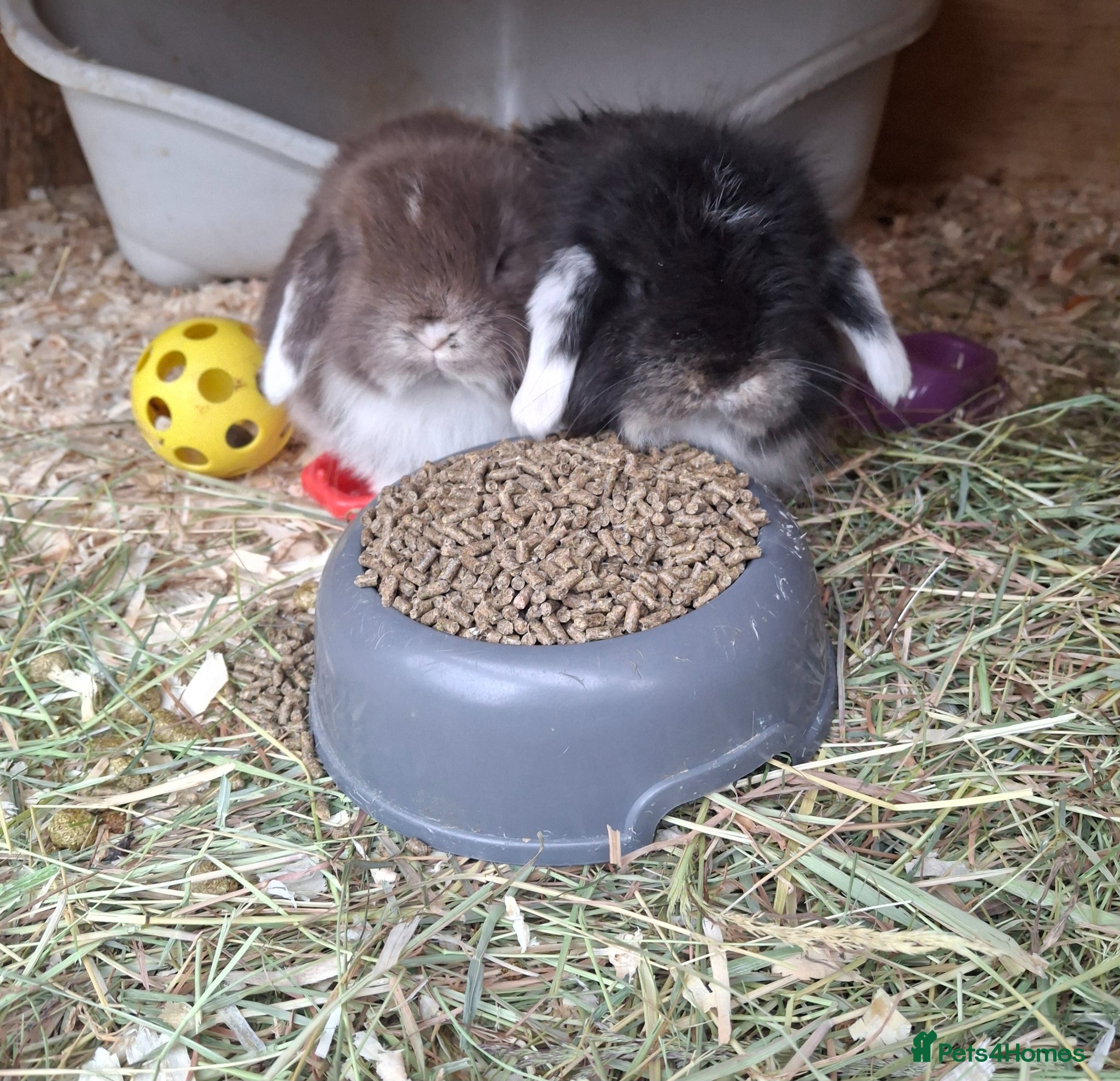Mini Lop rabbits Stunning baby mini lops - Advert 1