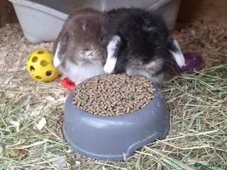 Mini Lop rabbits FREE STARTER PACK Stunning baby mini lops - Advert 17