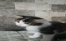 British Longhair cats for sale: Long haired kittens for sale - Image 12