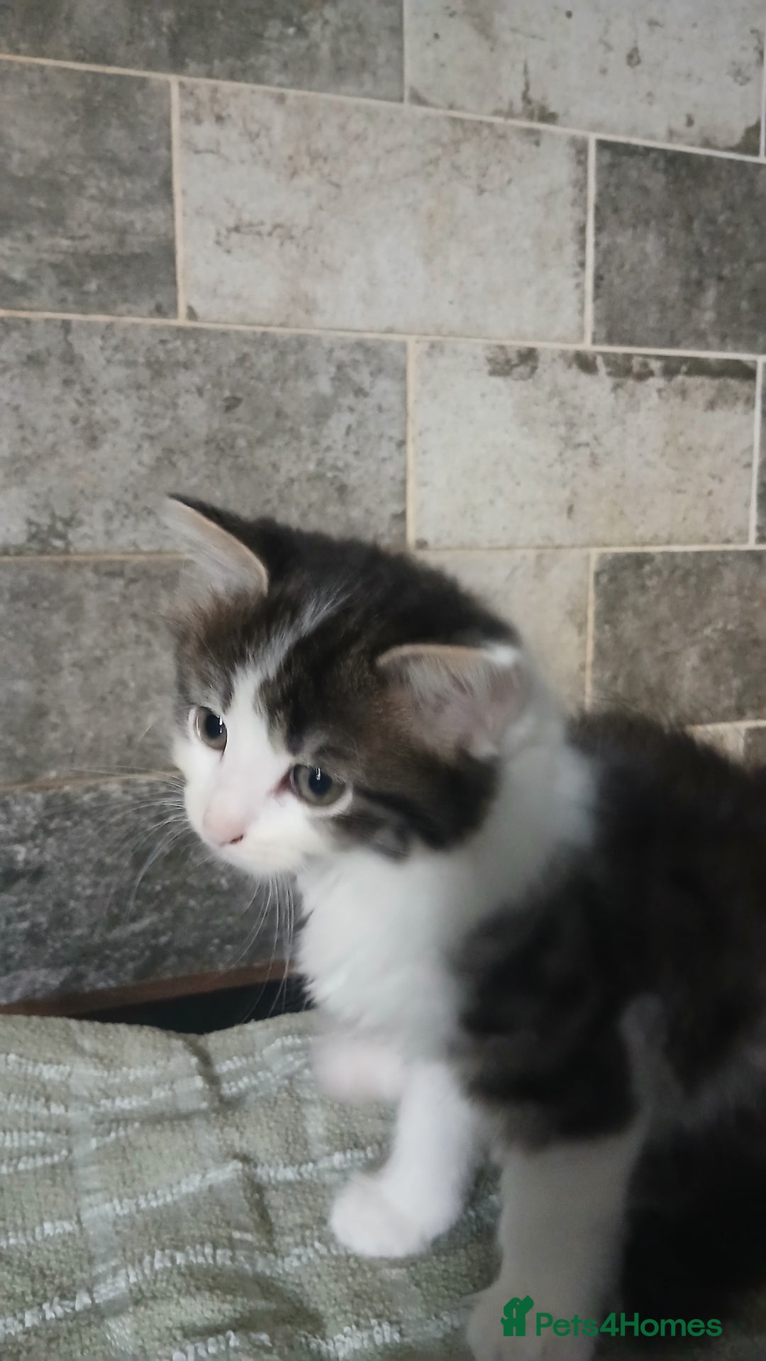 British Longhair cats for sale: Long haired kittens for sale - Image 12