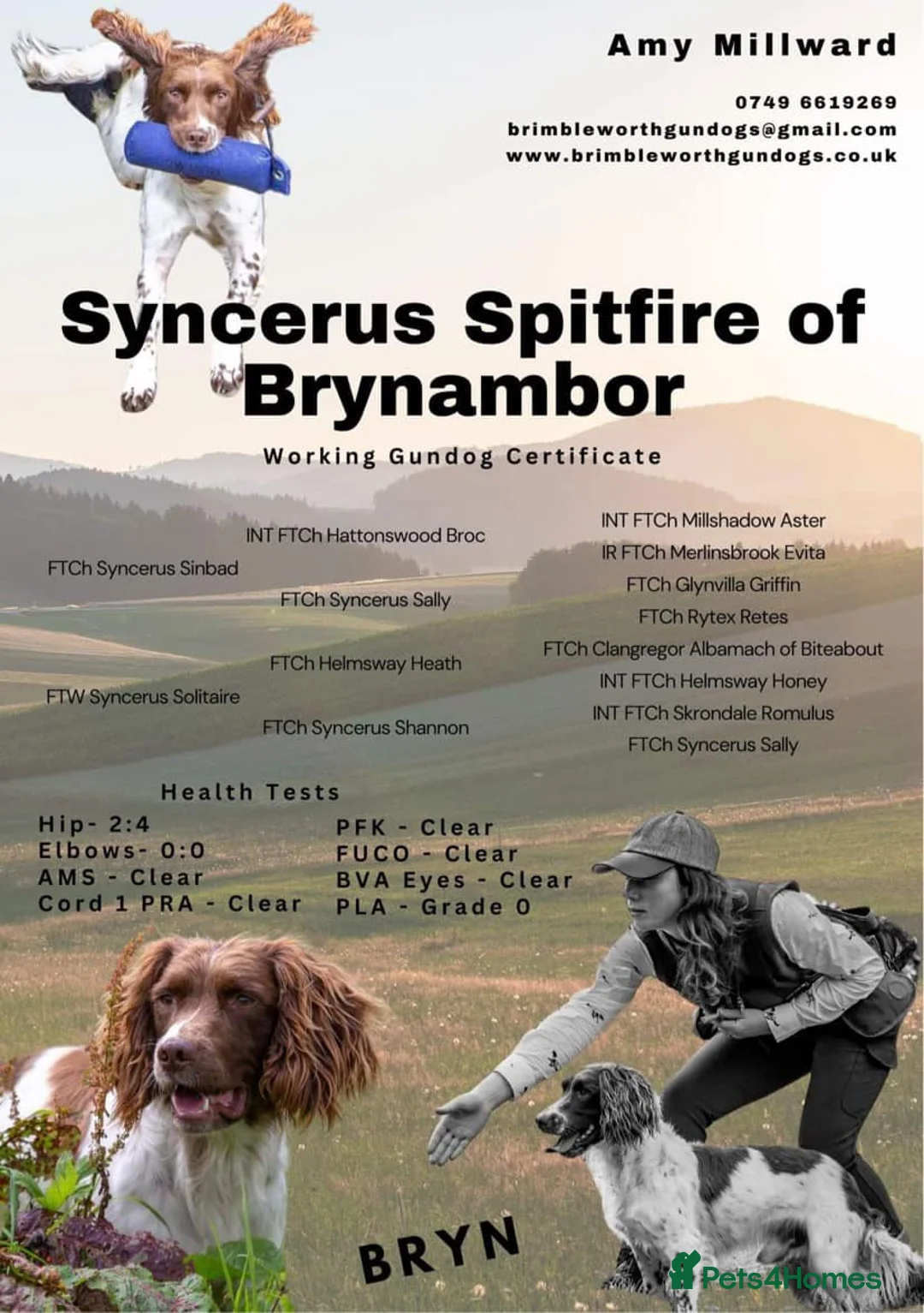 English Springer Spaniel dogs for stud: DNA Tested & Hip/Elbow scored Springer - Bryn in Carmarthen - Advert 2