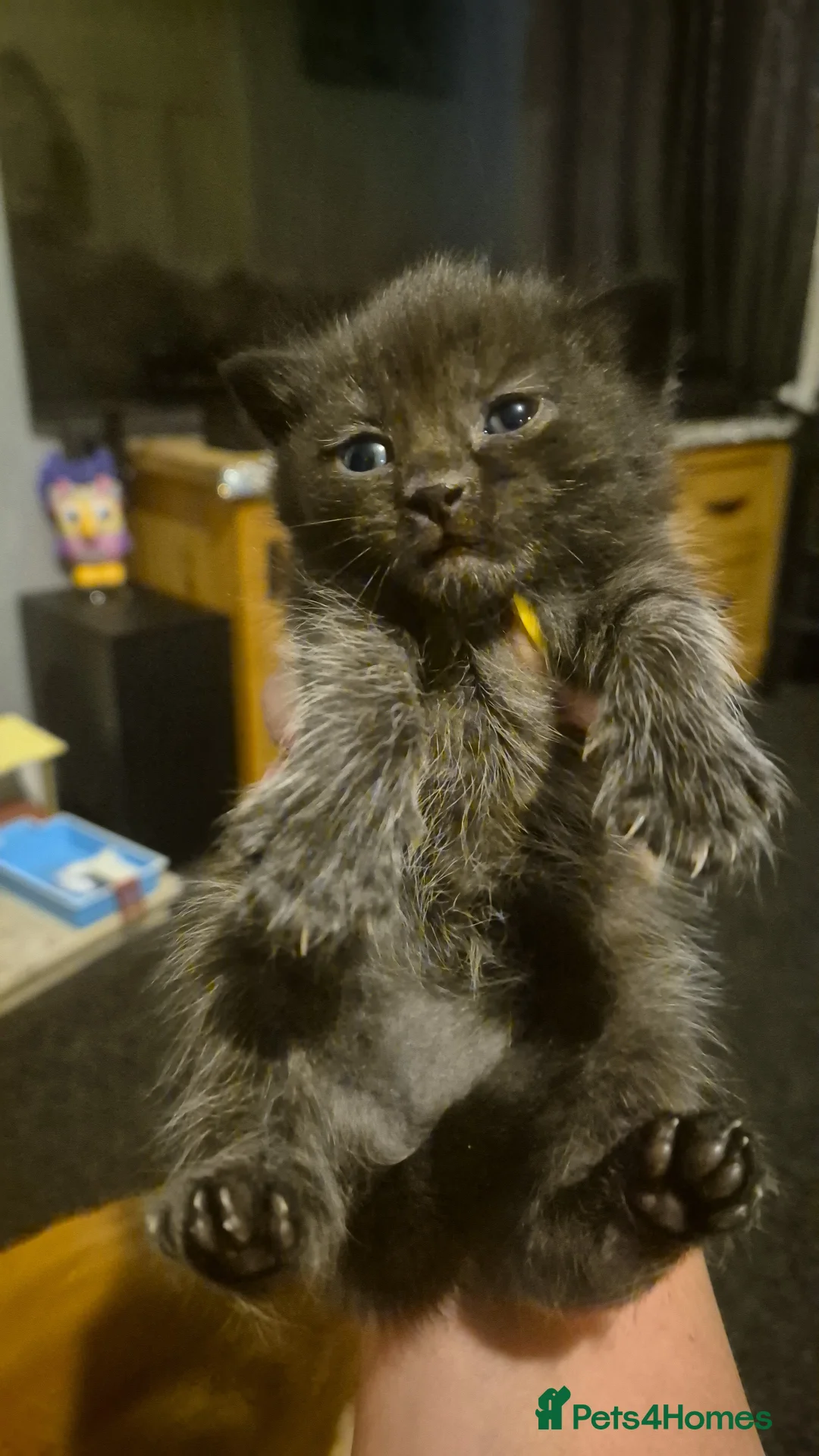 Mixed Breed cats for sale: Kittens for sale - Advert 2