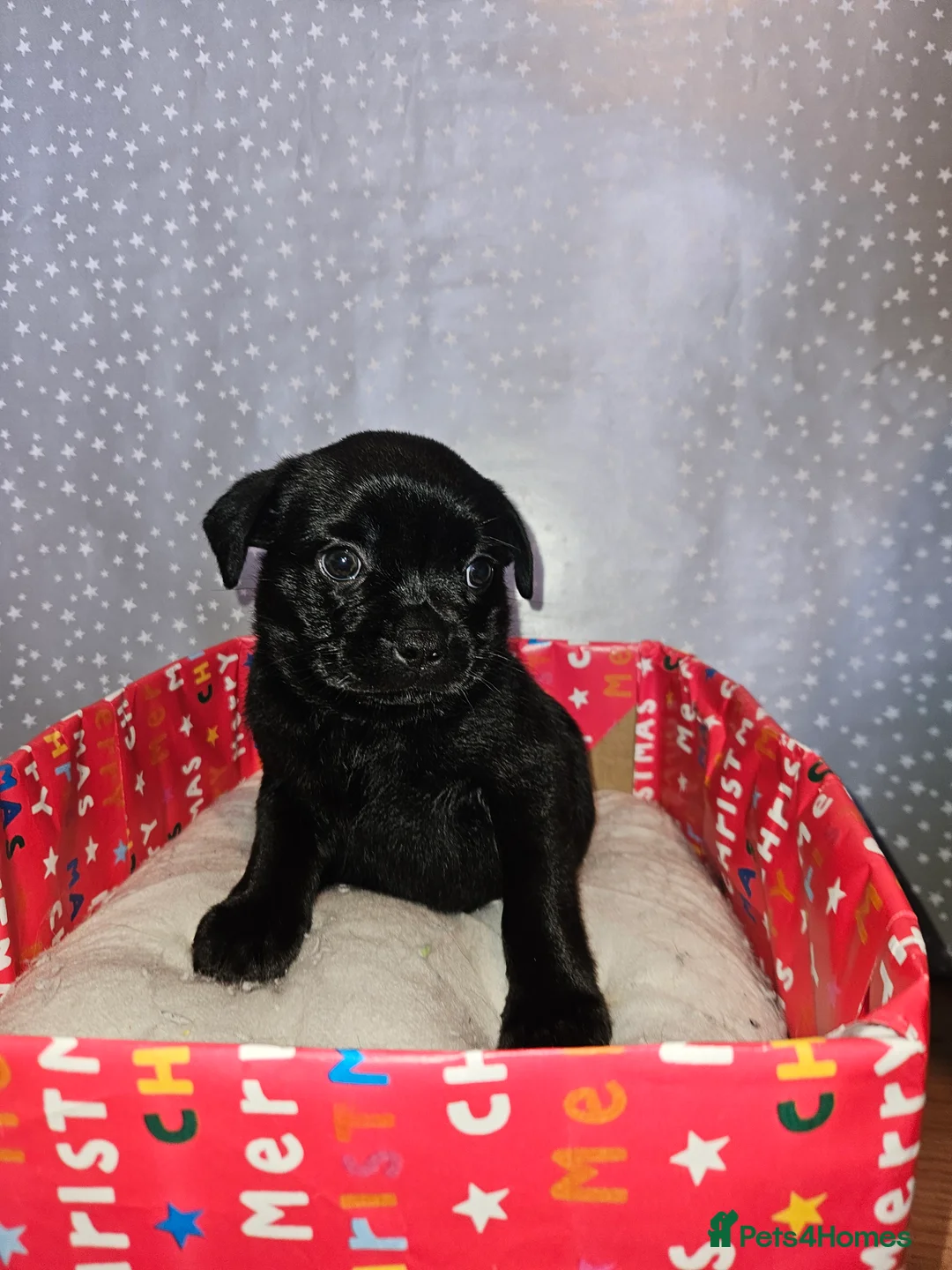 Mixed Breed dogs for sale: Pug x staff & pug x staff x chihuahua puppies  - Advert 6