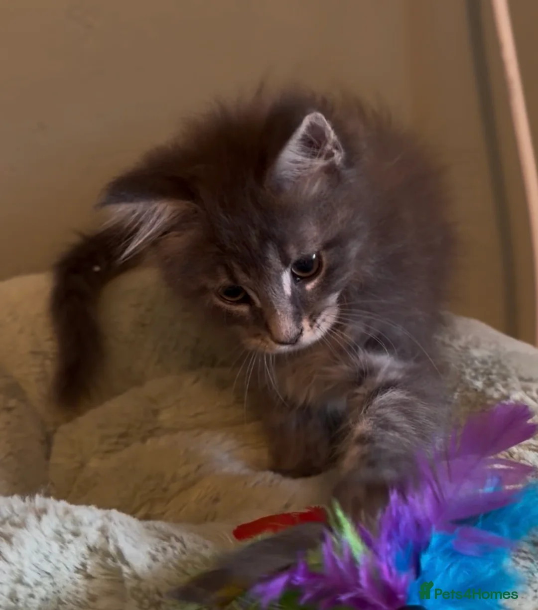 Maine Coon cats for sale: Beautiful pedigree Maine Coon kittens READY NOW - Advert 37
